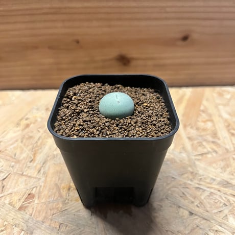 コノフィツム | STORES