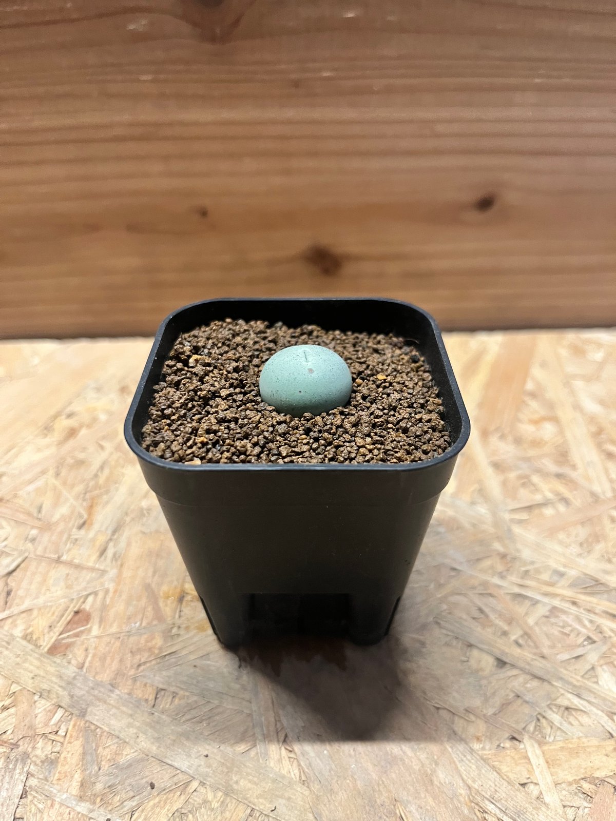 コノフィツム カルキュルス | GREEN LUCK