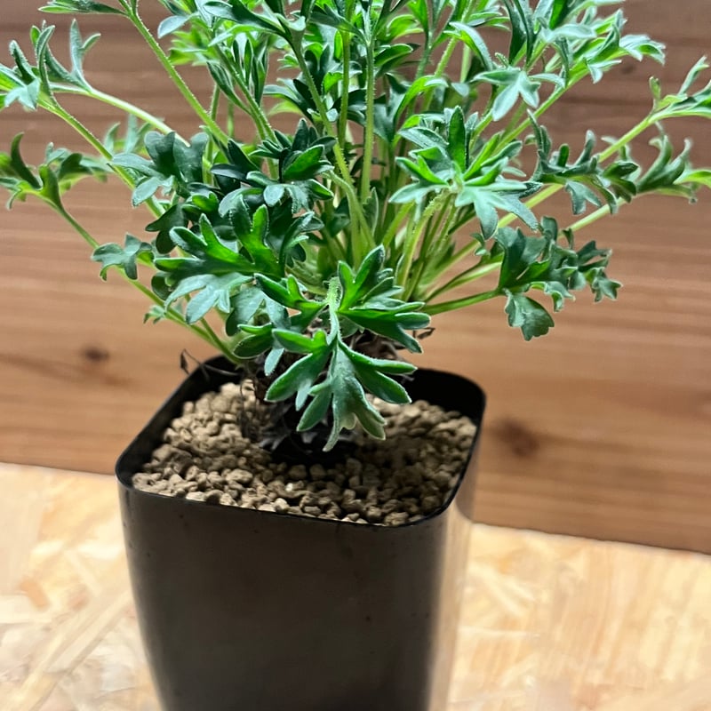 ペラルゴニウム ヒストリクス ペラルゴニウム ヒストリクス | GREEN LUCK