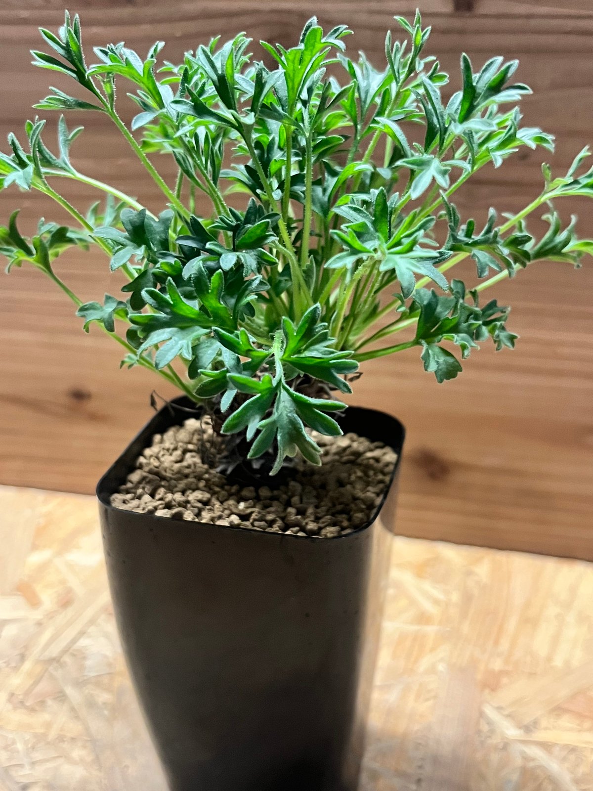 ペラルゴニウム ヒストリクス | GREEN LUCK