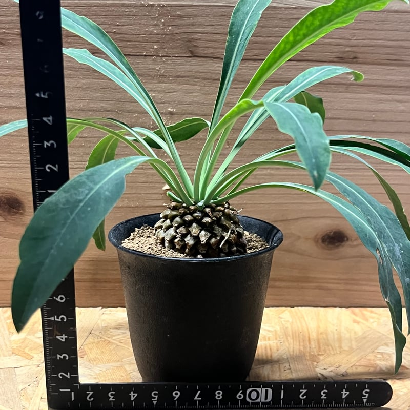 ユーフォルビア ブプレウリフォリア 鉄甲丸 | GREEN LUCK