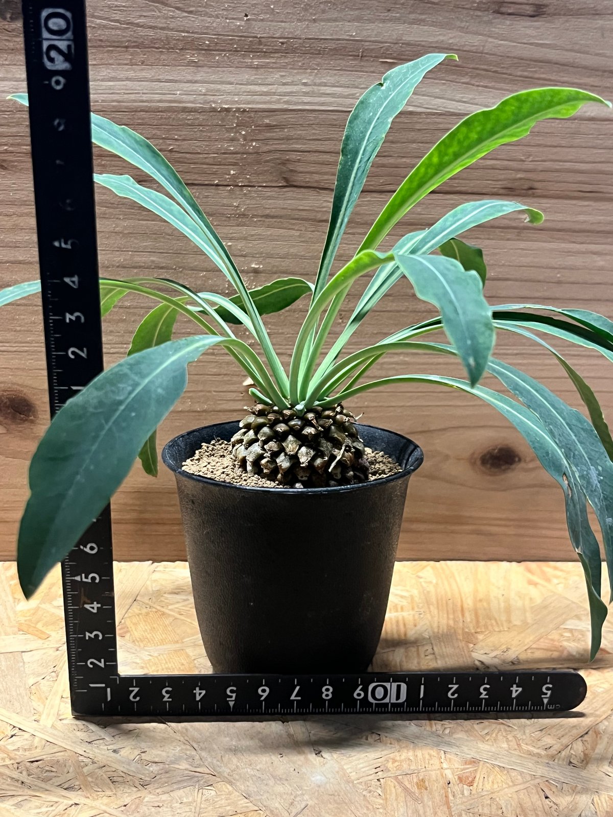 ユーフォルビア　鉄甲丸　超偏平　大株 （鉢付き） ユーフォルビア 鉄甲丸 超偏平 大株 （鉢付き）