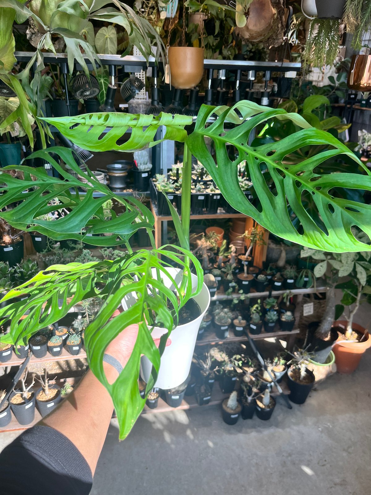 モンステラ エスケレート | GREEN LUCK