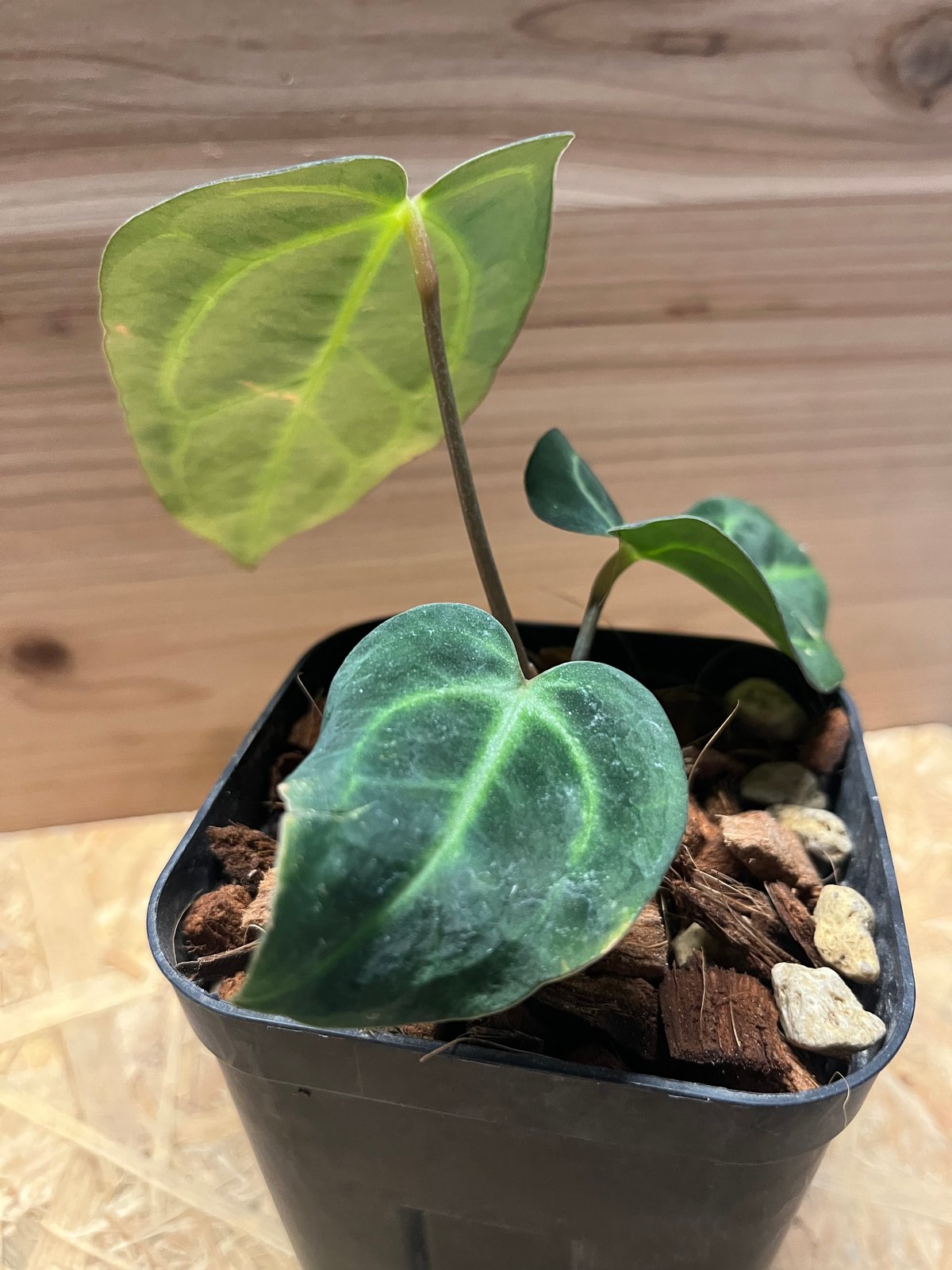 Anthurium Carlablackiae/アンスリウム カーラブラッキー⑪ Anthurium Carlablackiae / アンスリウム カーラブラッキー⑰
