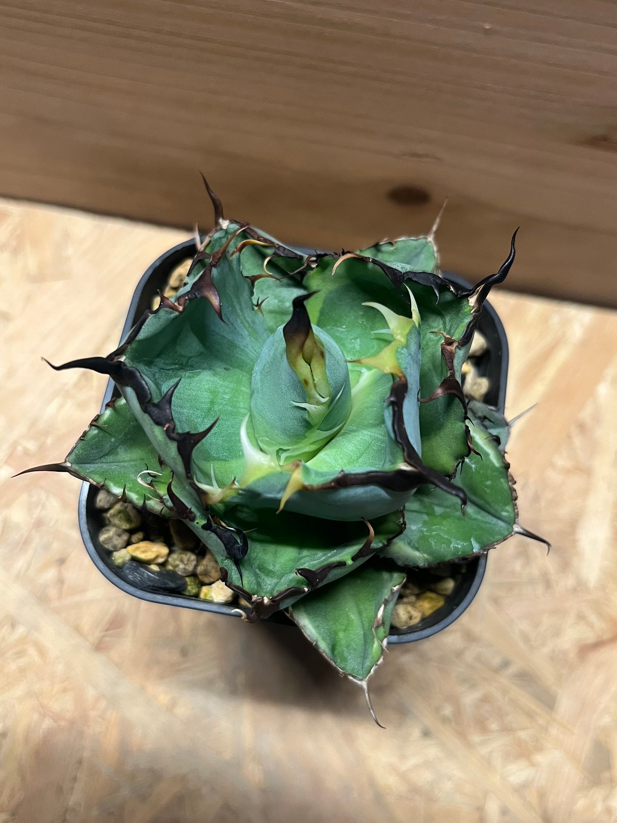 アガベ 小精靈覆輪 子株 アガベ ベビーティース 覆輪斑 | hanayoshi-botanical