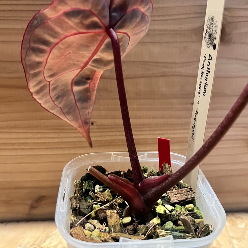 アンスリウム パンプキンスパイス×レッドクリスタル 'セレクト