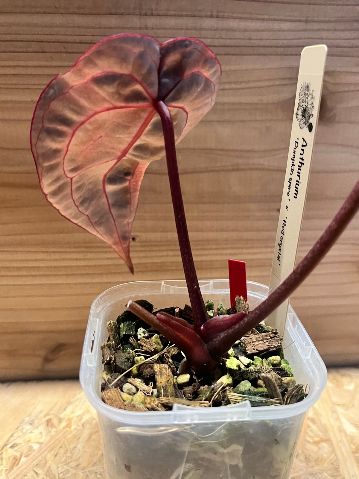 アンスリウム パンプキンスパイス×レッドクリスタル 'セレクト