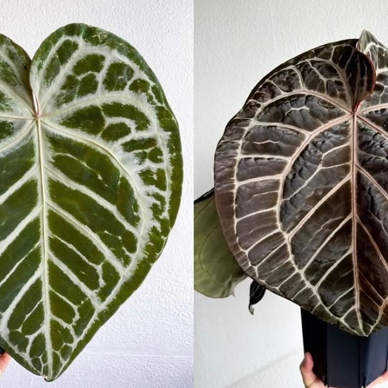 アンスリウム エンジェルズドリーム×レッドクリスタリナム | GREEN LUCK