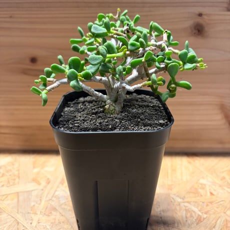 ケラリアピグマエア | STORES