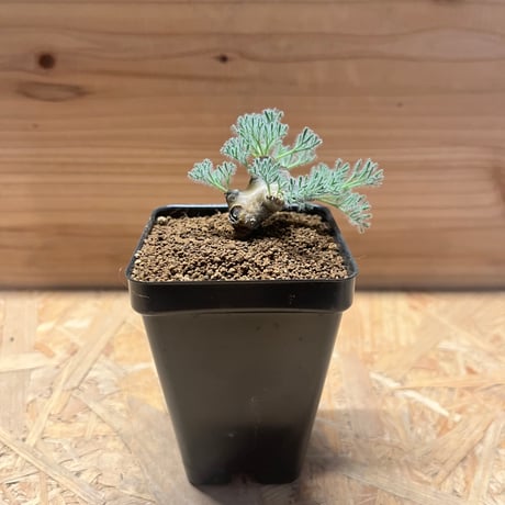 モンソニアムルチフィダ | STORES