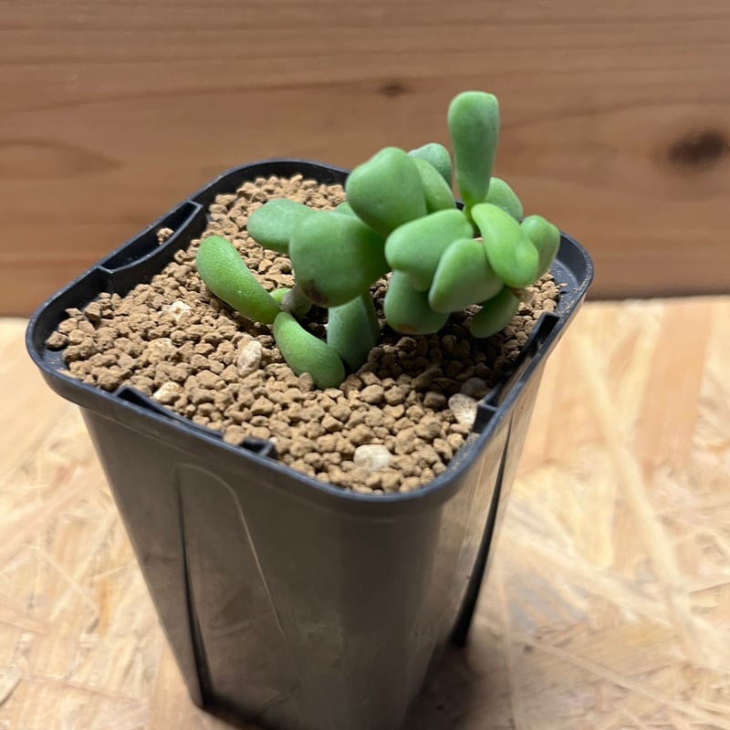 Ramat Planter #265 × ケラリア ピグマエア Ceraria pygmaea 【発根済み】〈幹幅3.8cm〉 | QSPLANT