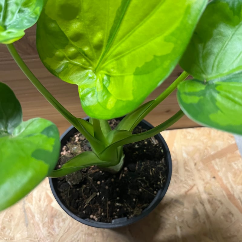 斑入りシマクワズイモ オーレア | GREEN LUCK