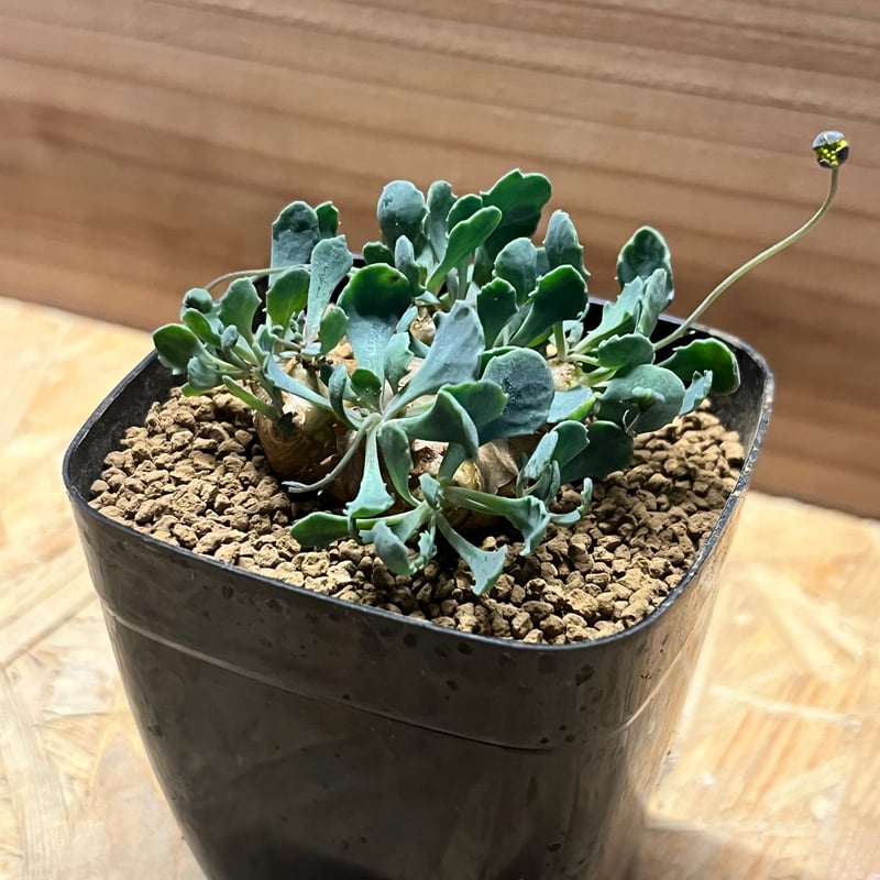 オトンナ カカリオイデス | GREEN LUCK