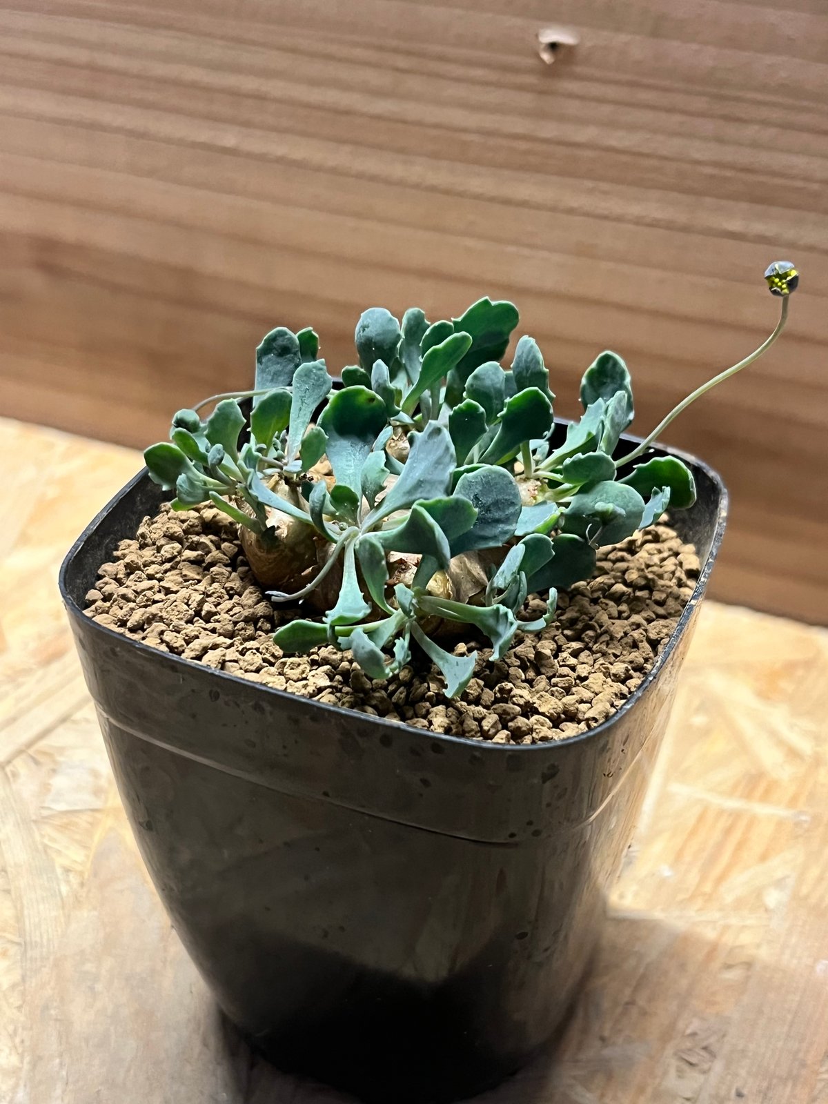 【希少】オトンナ　カカリオイデス 園芸ネット本店｜オトンナ：カカリオイデス 3号鉢植え* の通販【公式】