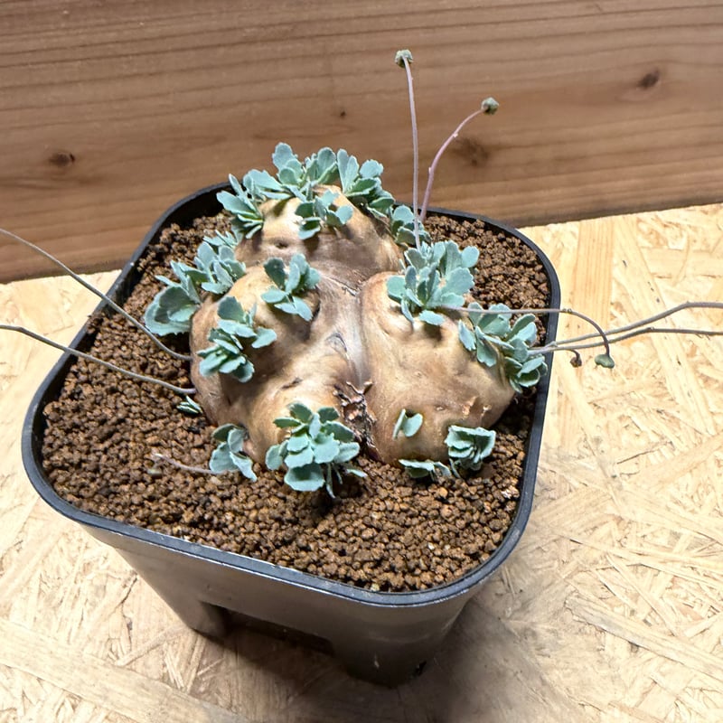 オトンナ カカリオイデス | GREEN LUCK