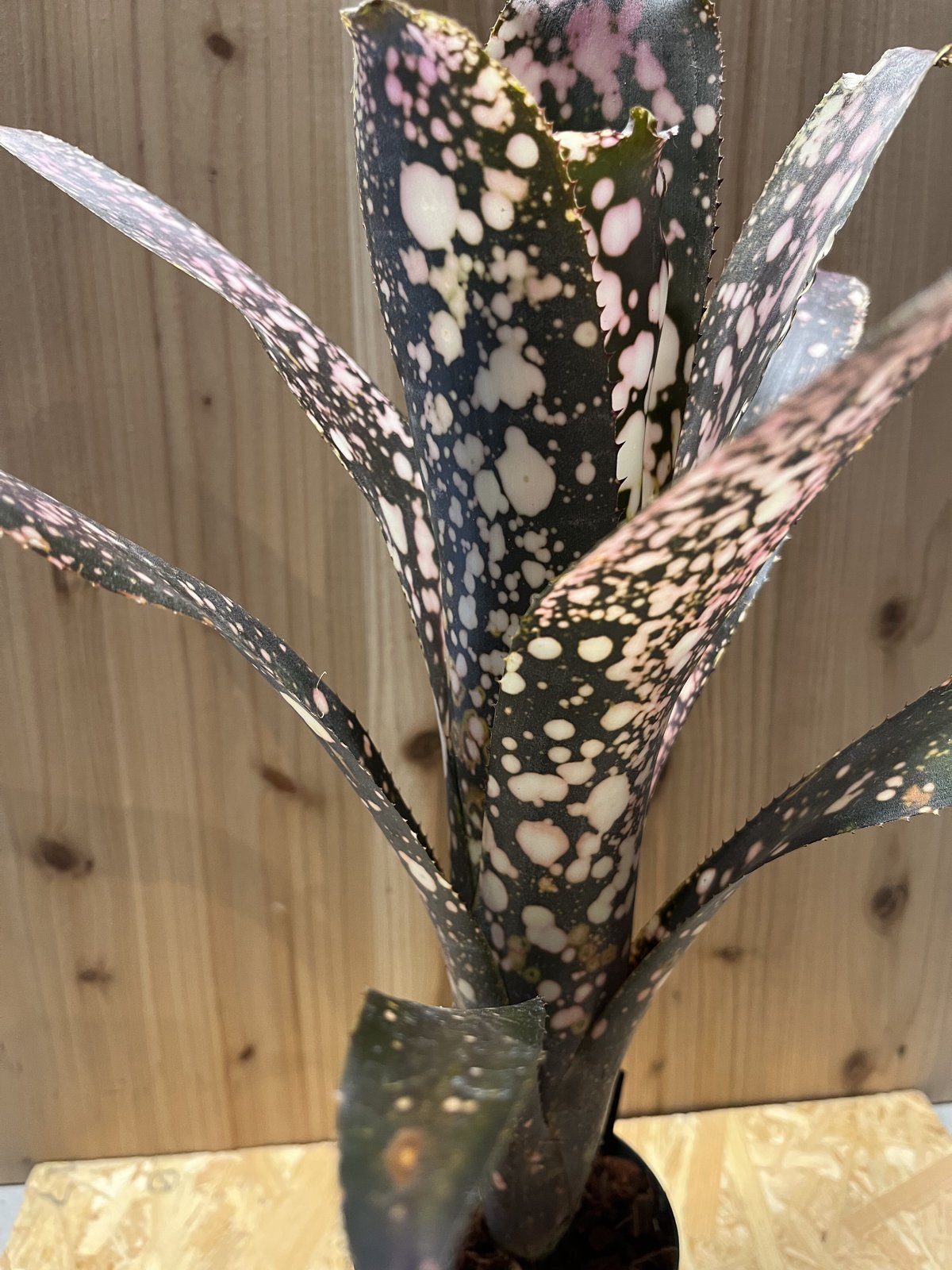 あ*あ様 ビルベルギア ムーランルージュ Billbergia Moulin R f348168d888c751ae6bc65de2cd8d3