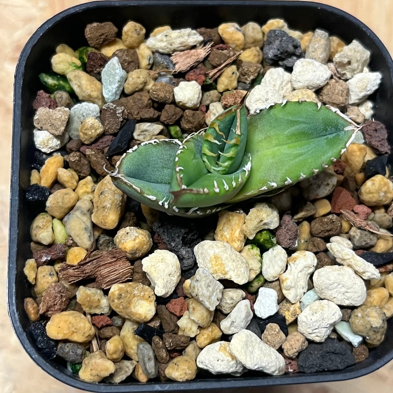 アガベ チタノタ 幻象 | GREEN LUCK