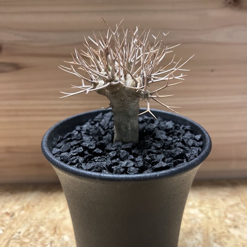 オトンナ ユーフォルビオイデス | GREEN LUCK