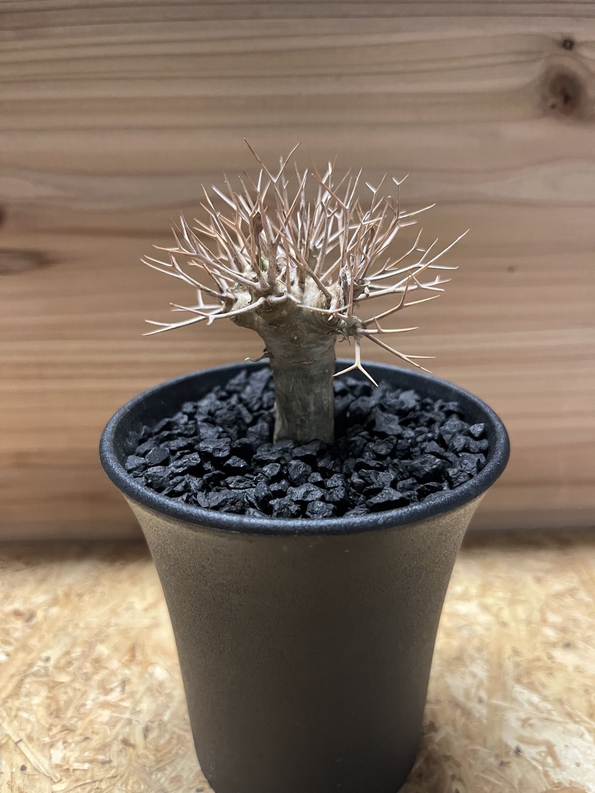 オトンナ ユーフォルビオイデス | GREEN LUCK