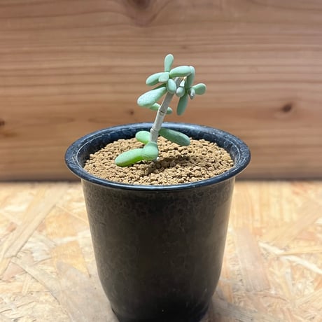 ケラリアピグマエア | STORES