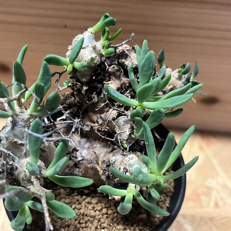 チレコドン レティキュラーツス 万物想 | GREEN LUCK