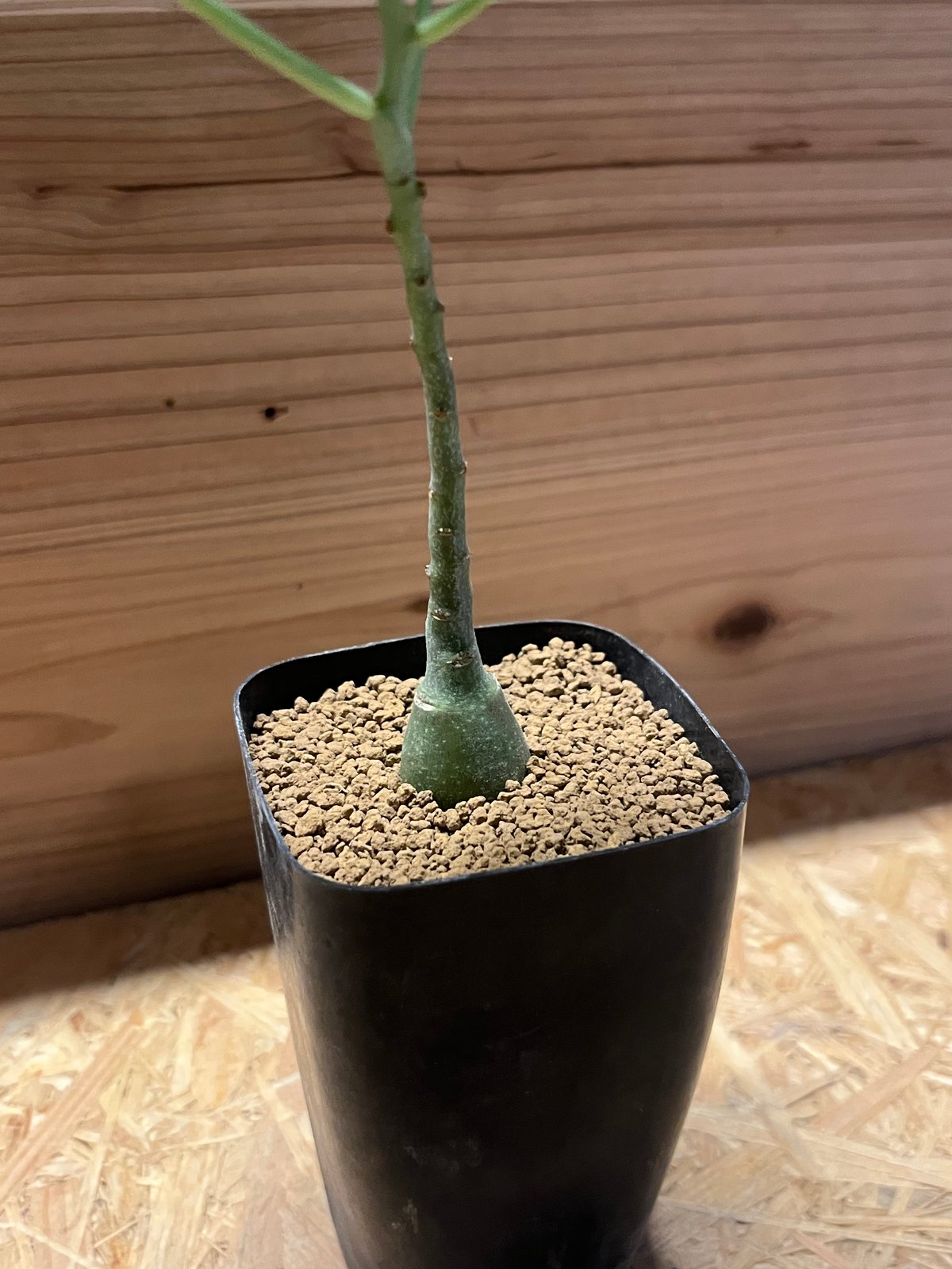 アデニア グラウカ | GREEN LUCK