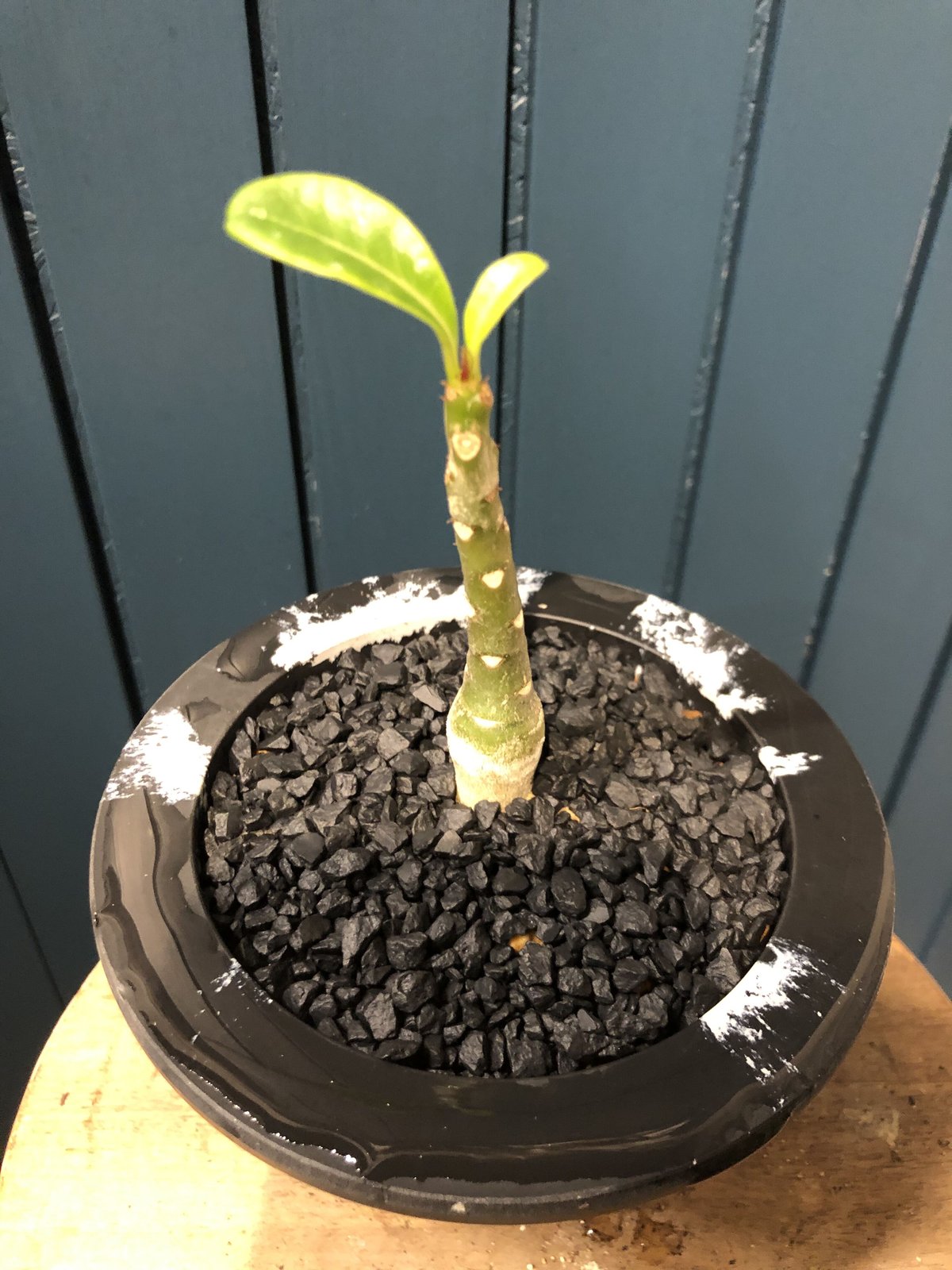 パキポディウム デカリー Pachypodium decaryi 実生1+2+3