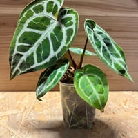 アンスリウム フーケリー 'ブラックドラゴン' | GREEN LUCK