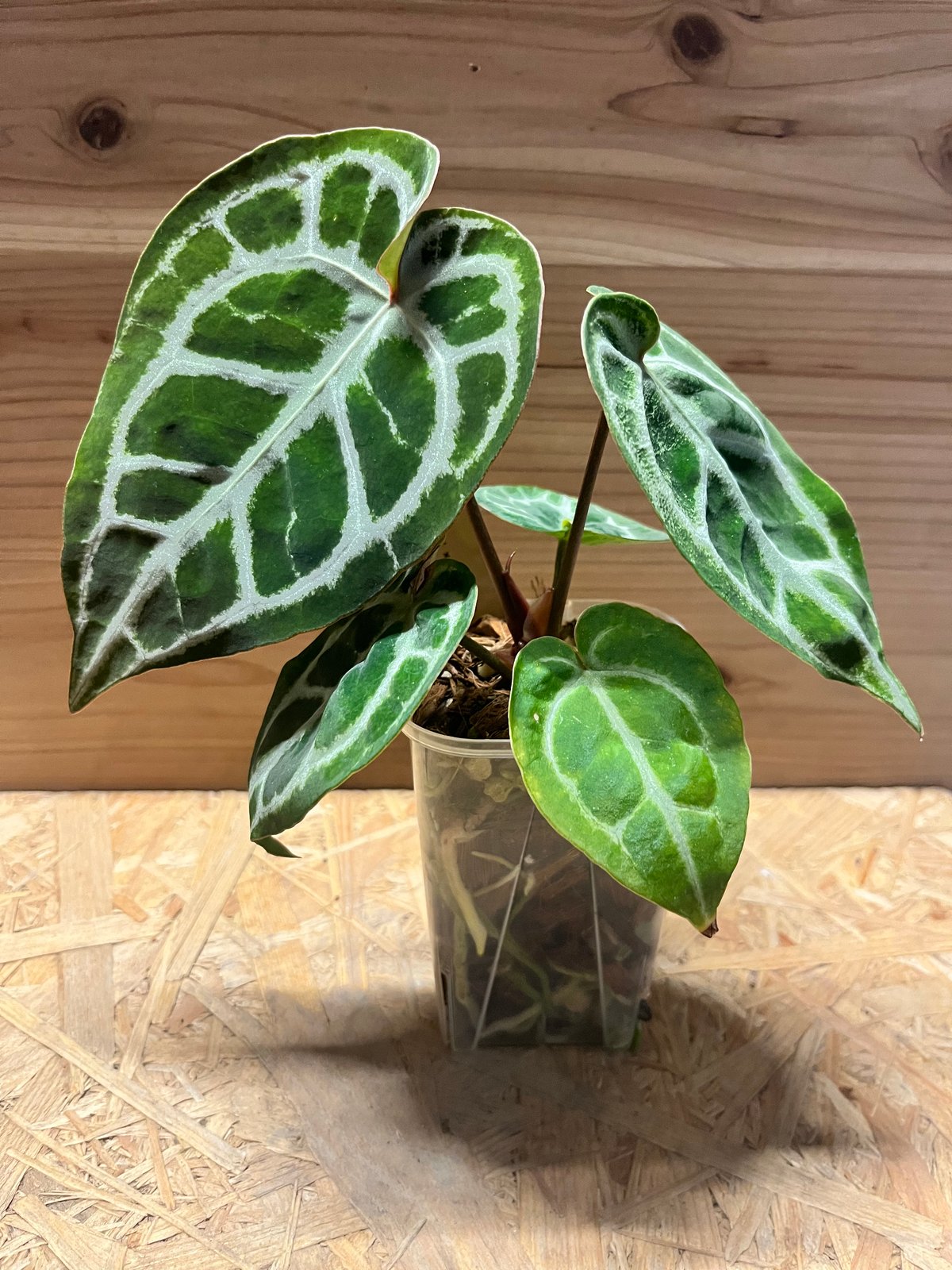 アンスリウム ドラヤキシルバー×エンジェルズドリーム×レッド