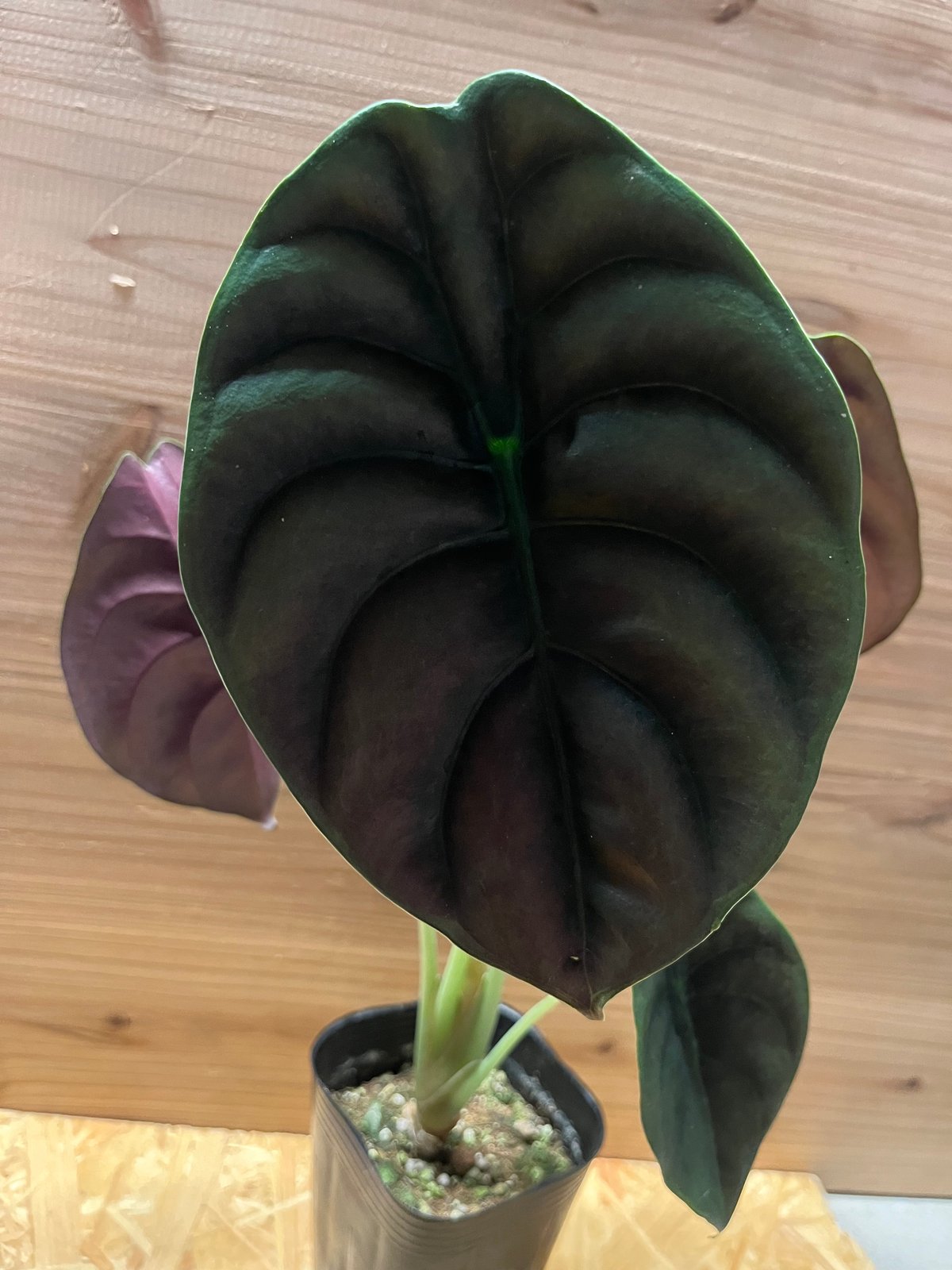 アロカシアクプレアの小芋　ネコポス アロカシアクプレアの小芋 ネコポス fit=scale-down,w=1200