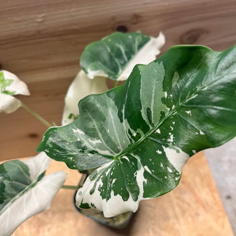 クワズイモ斑入り クワズイモ 斑入り 3号 | Green Shop MITSUBACHI