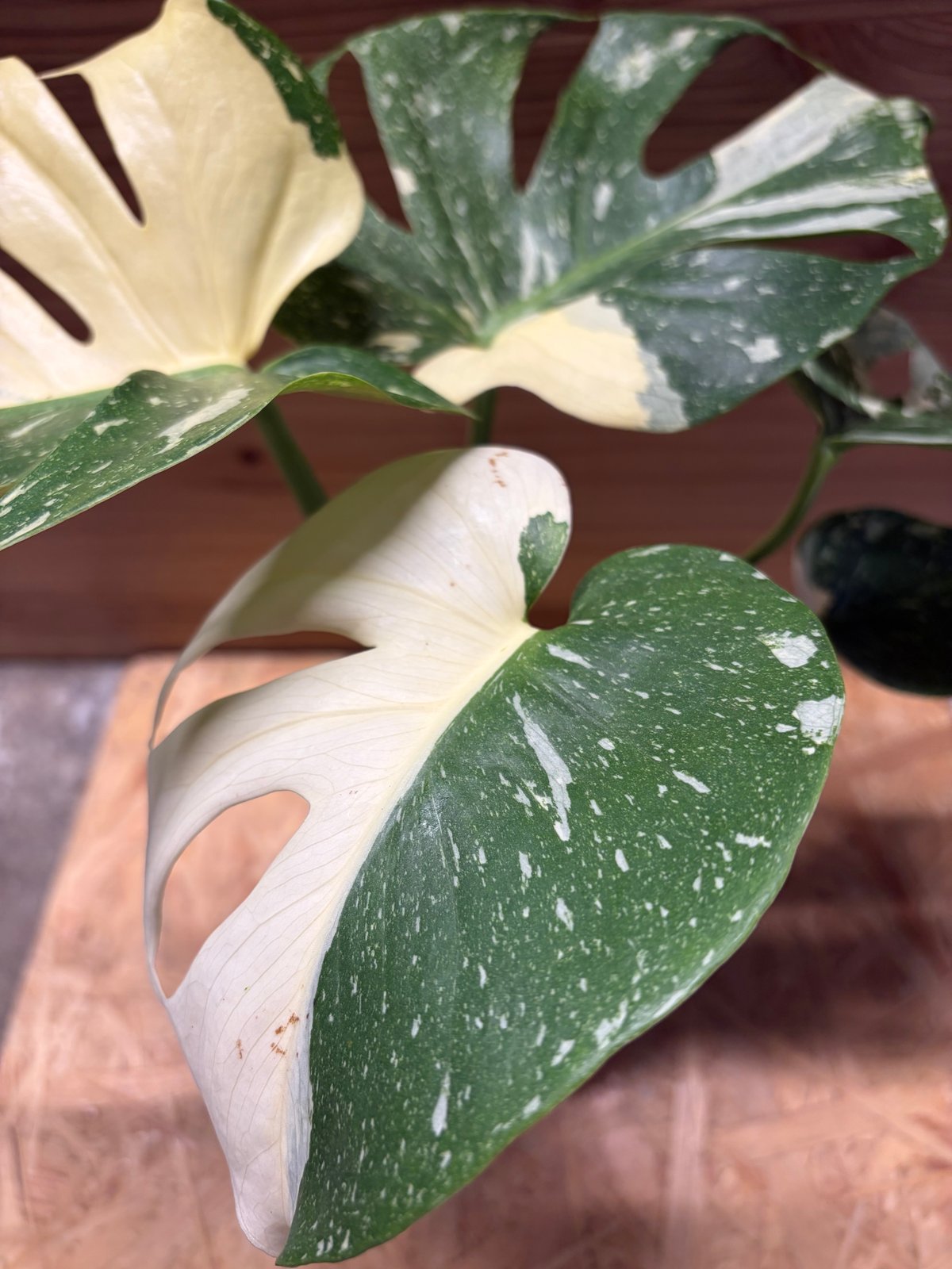 モンステラ デリシオーサ タイコンステレーション | GREEN LUCK