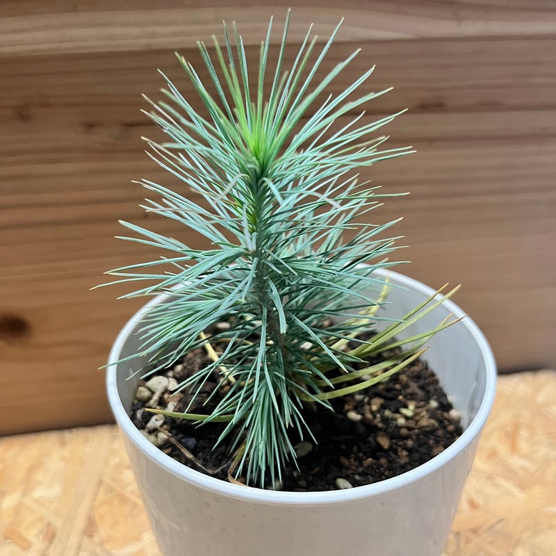 マルチネス ピニョンマツ | GREEN LUCK