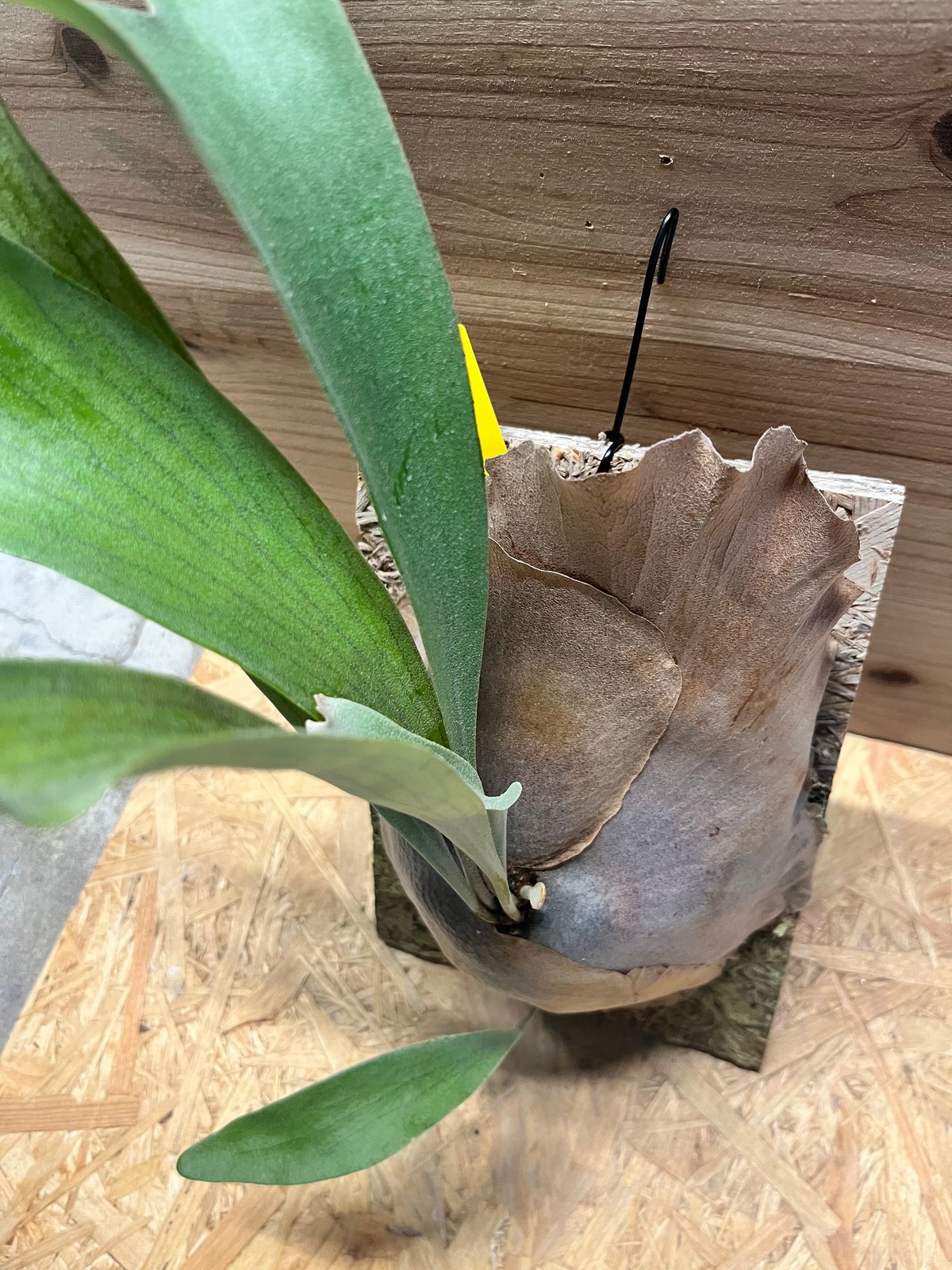 ビカクシダ メラメラ | GREEN LUCK