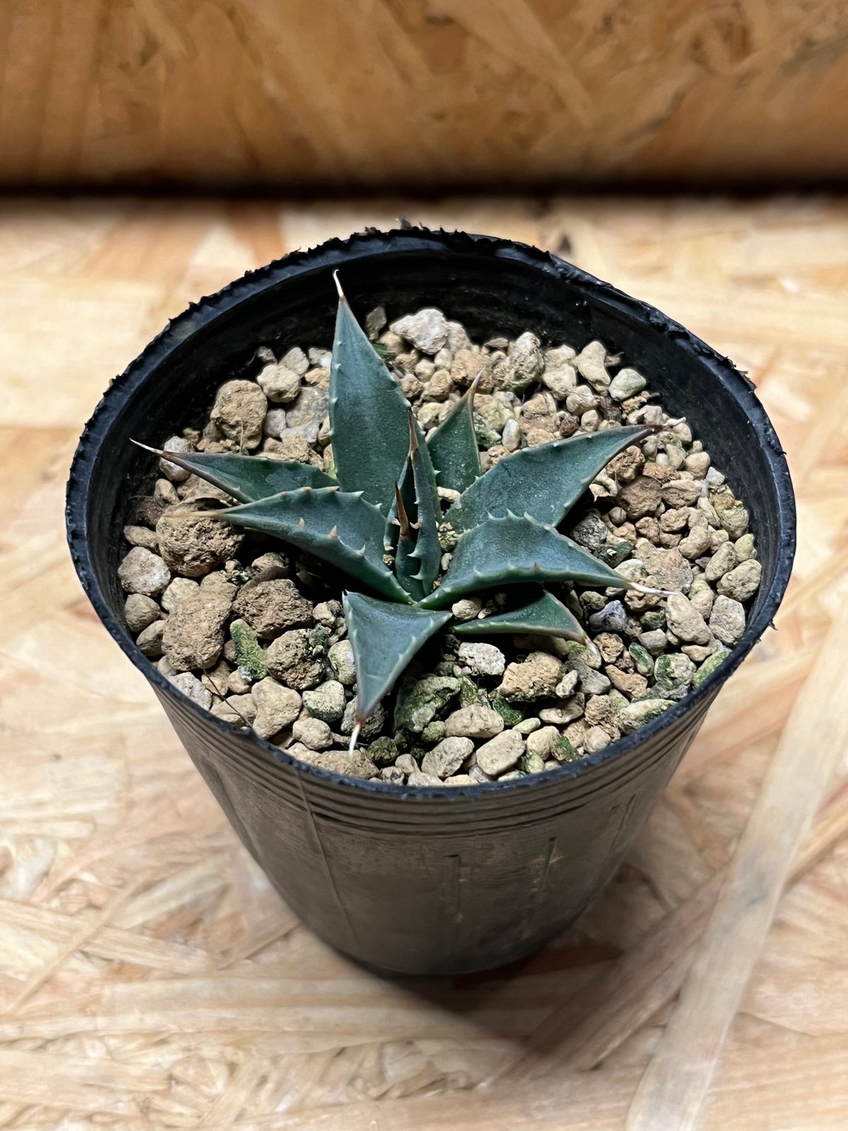 アガベ ユタエンシス エボリスピナ 実生 | GREEN LUCK