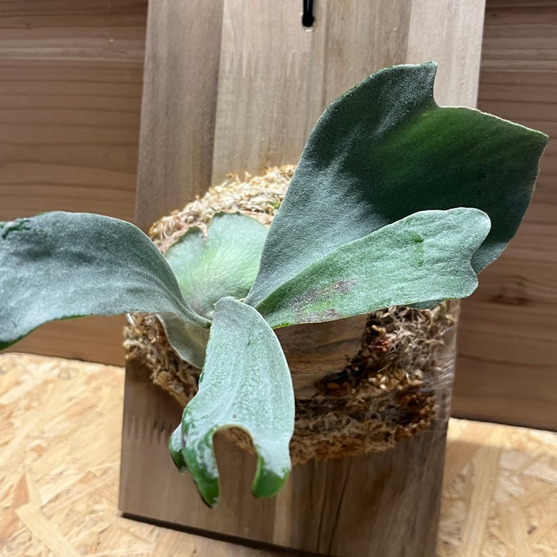 ビカクシダ sp. マジュスポ HK スポア | GREEN LUCK