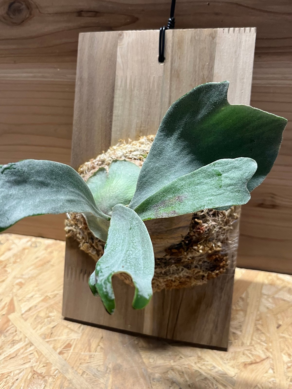 ビカクシダ sp. マジュスポ HK スポア | GREEN LUCK