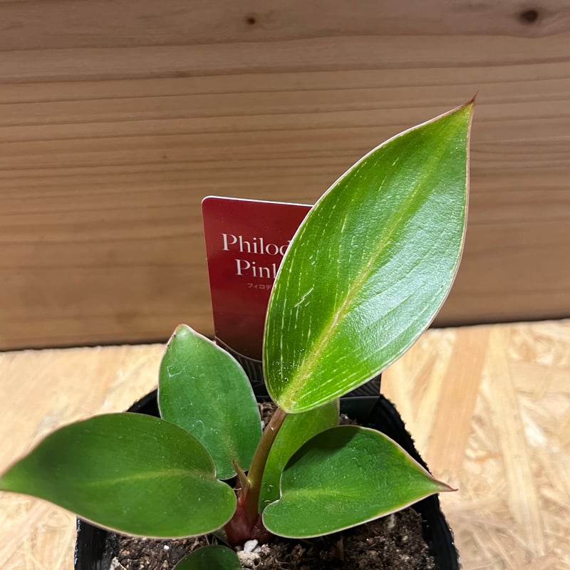 フィロデンドロン ピンクバーキン | GREEN LUCK
