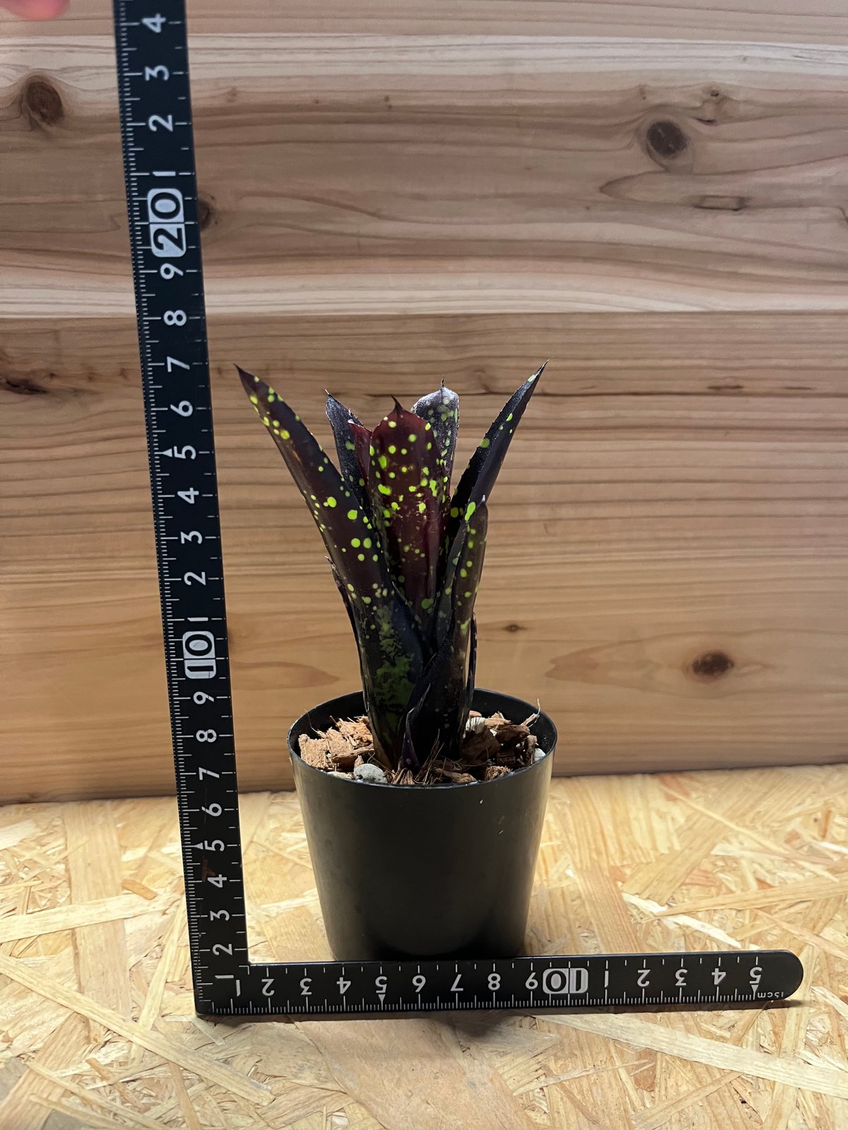 ネオレゲリア ドミノ | GREEN LUCK