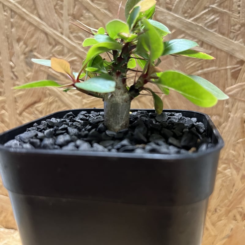 フォークイエリア　ファシクラータ　実生　良形 フォークイエリア・ファシクラータ | 多肉植物・特別な鉢の販売