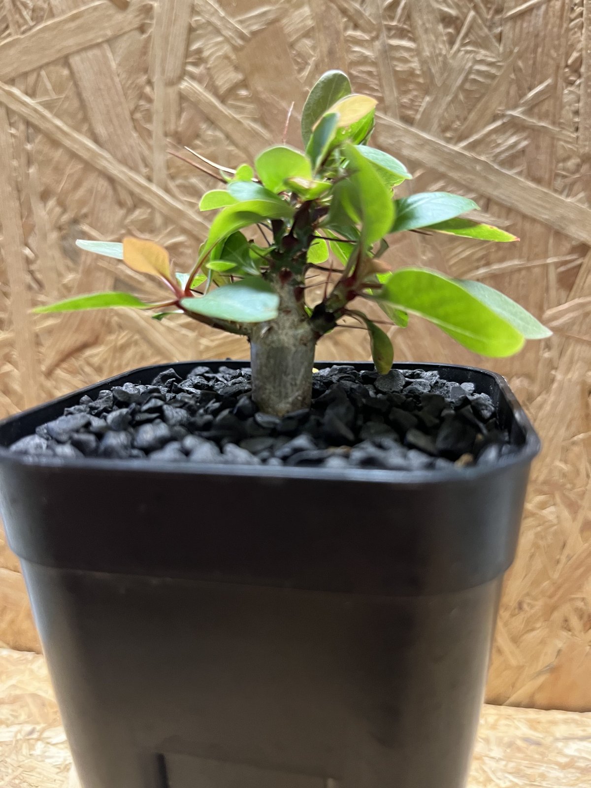 フォークイエリア　ファシクラータ　実生　良形　　　送料込み フォークイエリア ファシクラータ | hanayoshi-botanical