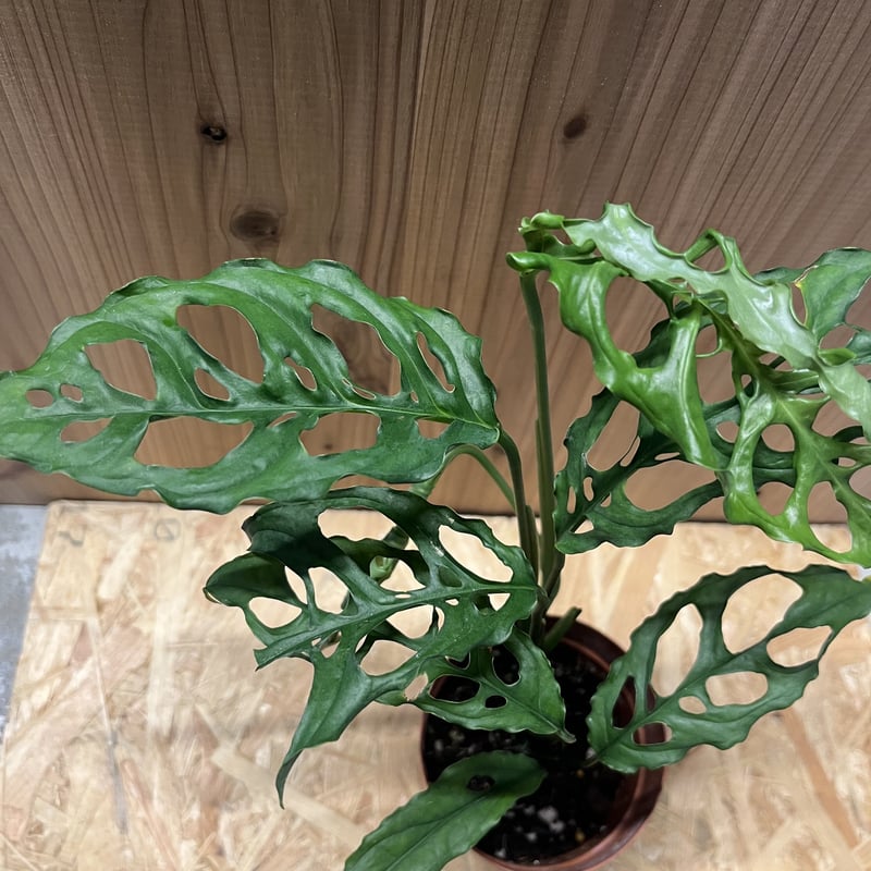 大株 モンステラ オブリクア ペルー 7号鉢 モンステラ：オブリクア 7号鉢植え の通販 | 園芸ネット