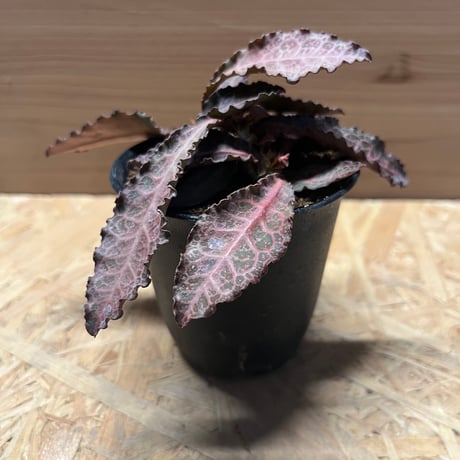 ユーフォルビアフランコイシー | STORES