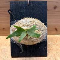 ビカクシダ　'ナノ' スポア