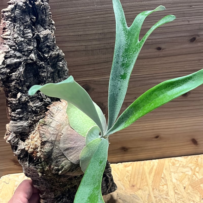 ビカクシダ ベイチー 'アーバンリバー' | GREEN LUCK