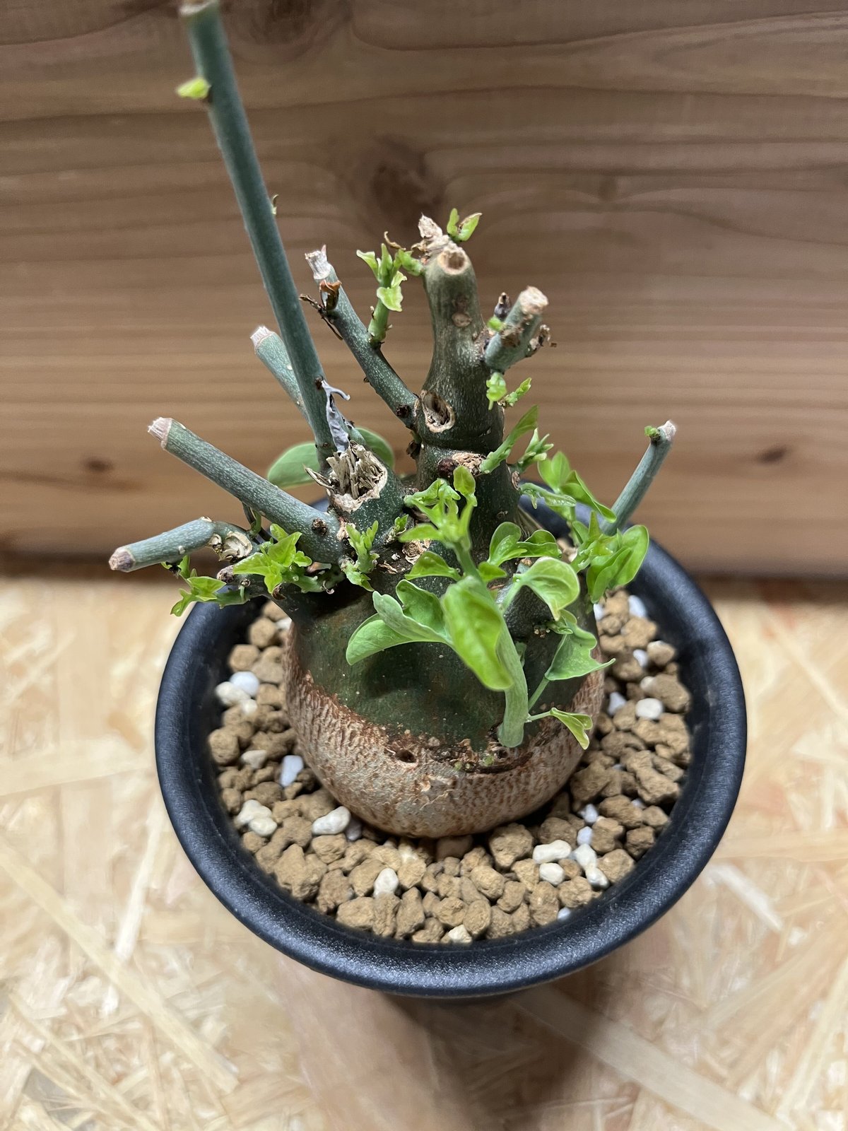 ド扁平ムチムチ緑スライム　幹幅20cm↑　ブサカワ 発根済　アデニア　スピノーサ アデニア スピノーサ | GREEN LUCK