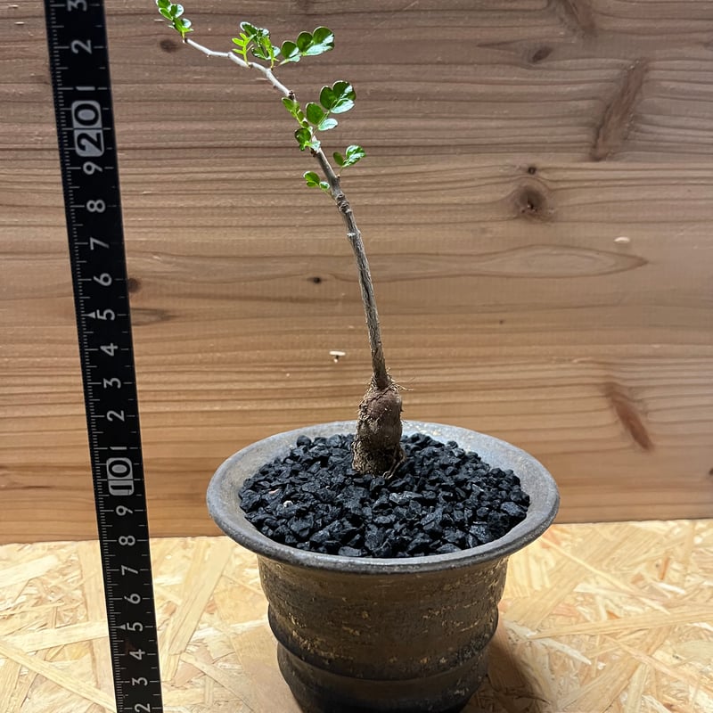 オペルクリカリア デカリー×土京鉢 | GREEN LUCK