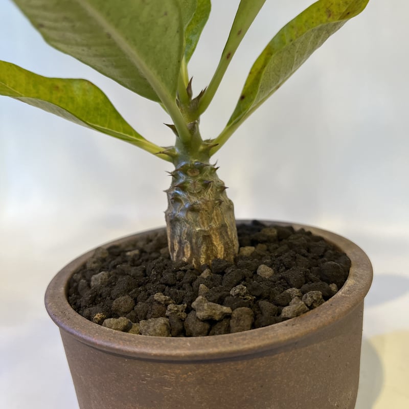 パキポディウム ウィンゾリー×伝市鉢 | GREEN LUCK