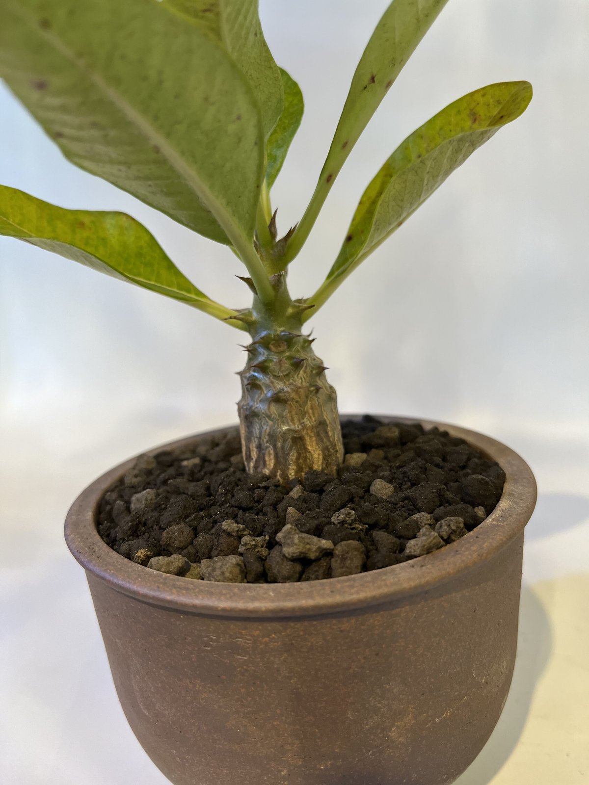 パキポディウム　ウインゾリー　ハチラボ鉢入 パキポディウム ウィンゾリー | STELLA.PLANTS