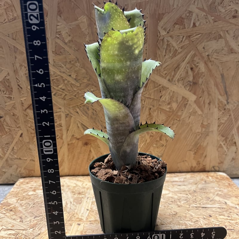 ビルベルギア カハカイ | GREEN LUCK